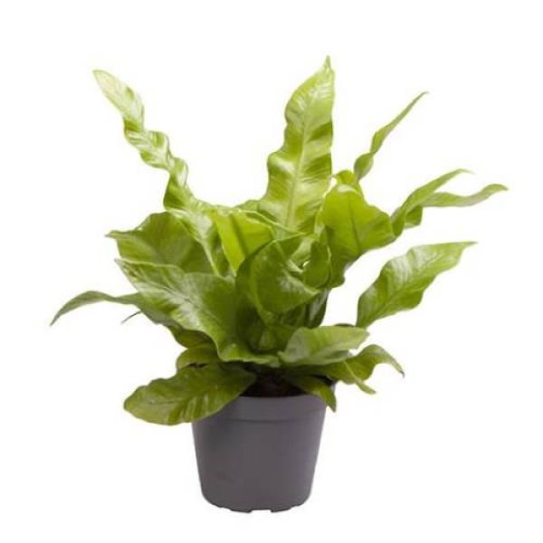 ASPLENIUM NIDUS