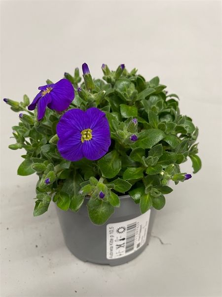 AUBRIETIA GRACILIS  BLUE SHADES