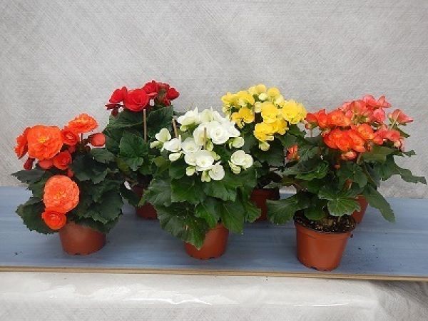 BEGONIA ELAT. 13 CM