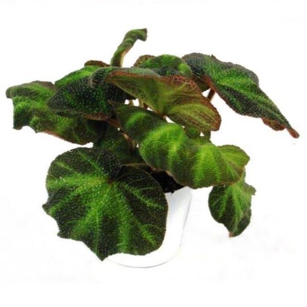 BEGONIA REX SPECIOSA DECORA