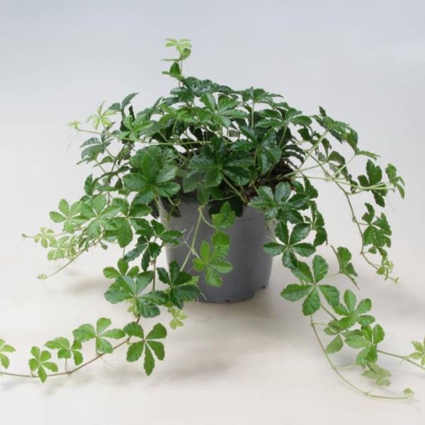 CISSUS STRIATA