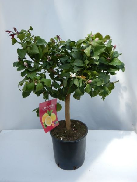 CITRUS LIMON TIGE