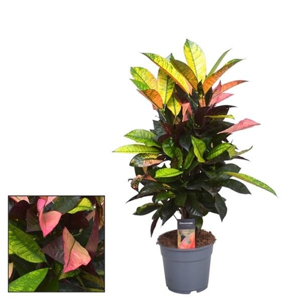 CODIAEUM VARIEG. ICETON