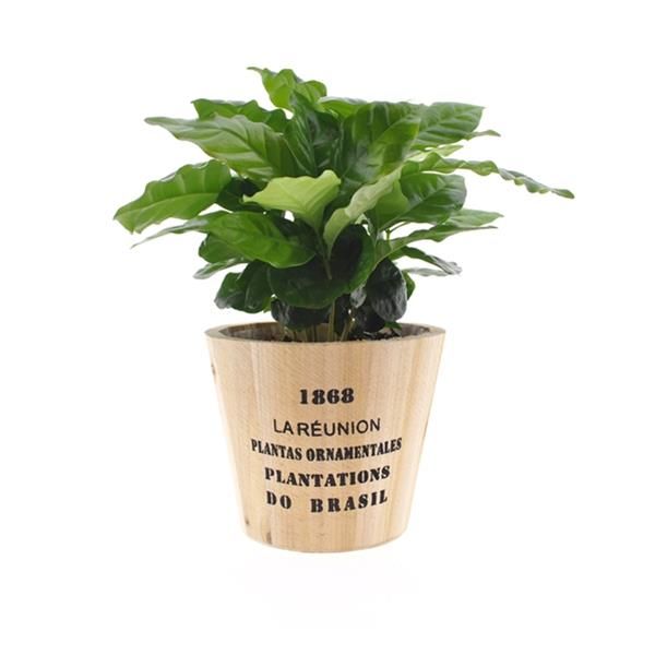 COFFEA ARABICA CACHE POT BOIS
