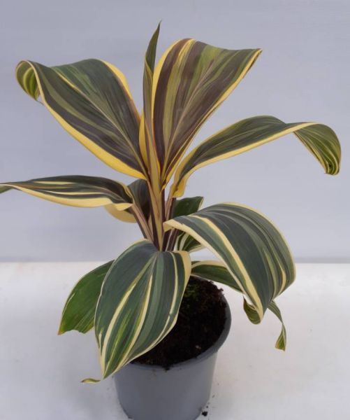 CORDYLINE FRUTICOSA-S