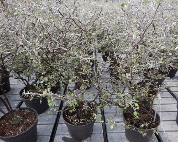 COROKIA COTONEASTER