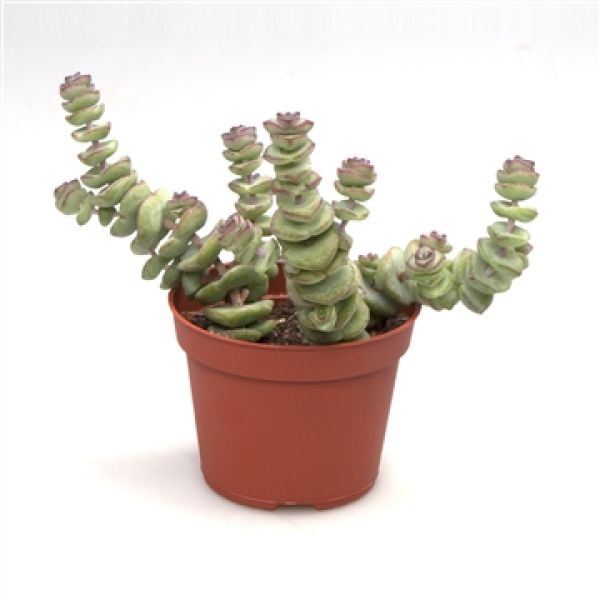 CRASSULA HOTTENTOT