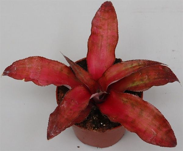 CRYPTANTHUS STRAWBERRIES