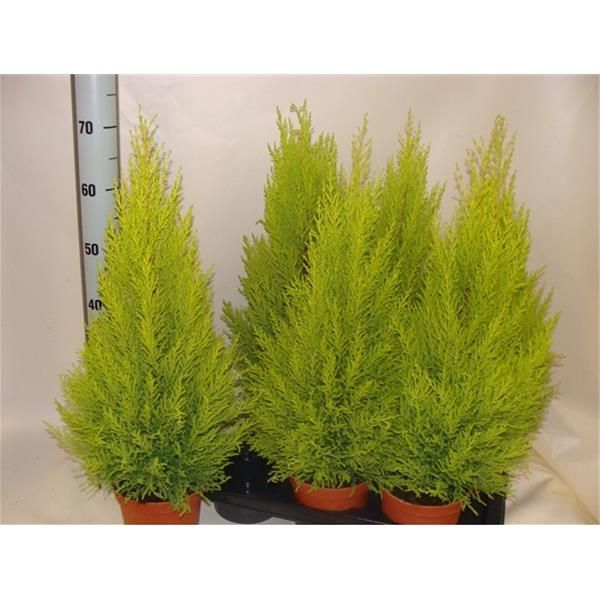 CUPRESSUS GOLDCREST WILMA