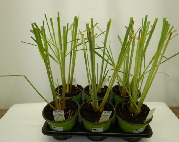 CYMBOPOGON / CITRONELLE
