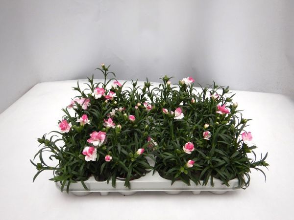 DIANTHUS PINK & PROUD