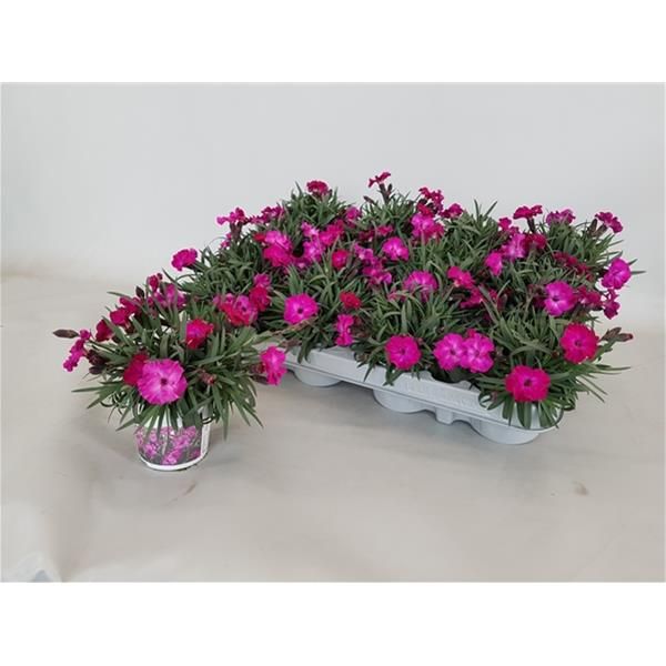 DIANTHUS SCULLY