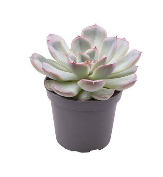 ECHEVERIA HYBRID SHIRA
