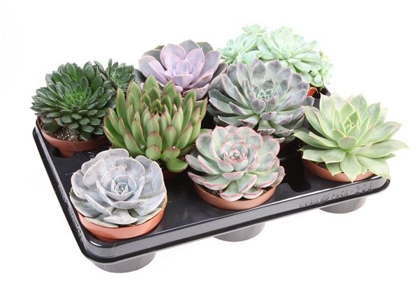 ECHEVERIA MIX