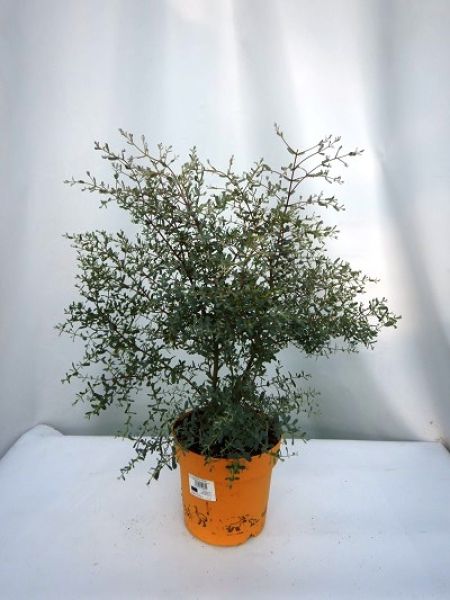 EUCALYPTUS FRANCE BLEU