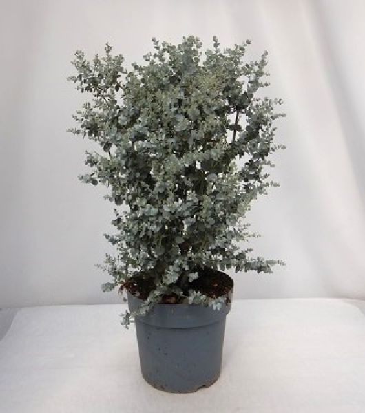 EUCALYPTUS GUNNII