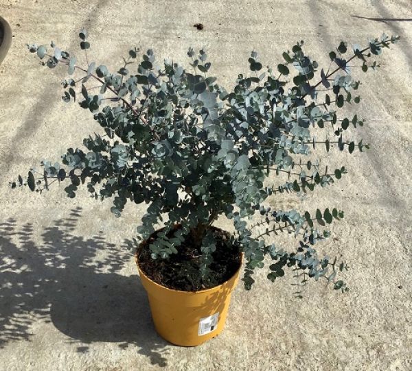 EUCALYPTUS GUNNII AZURA