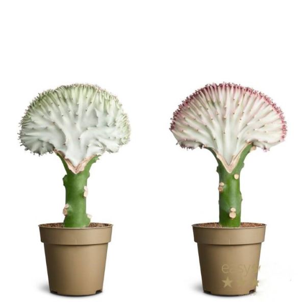 EUPHORBIA LACTEA