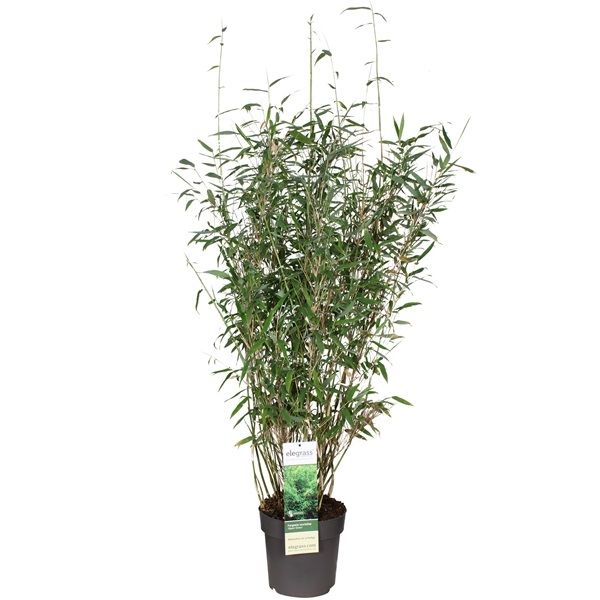 FARGESIA MURIELLAE