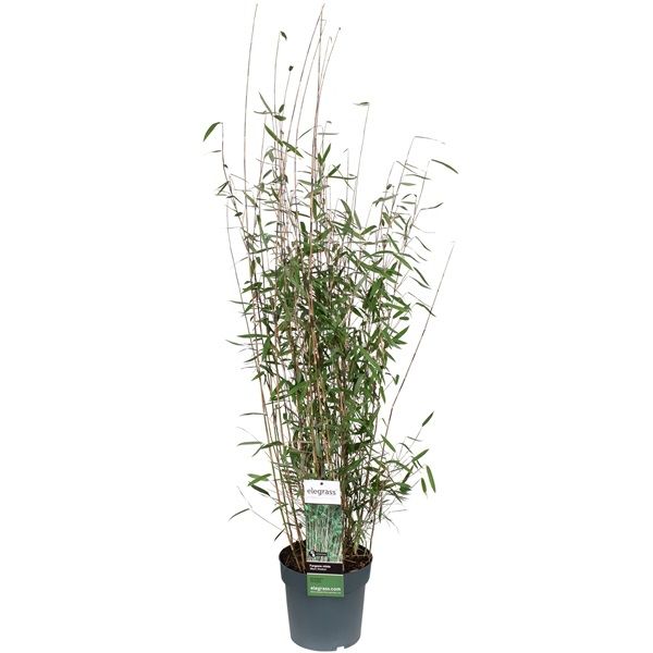 FARGESIA NITIDA