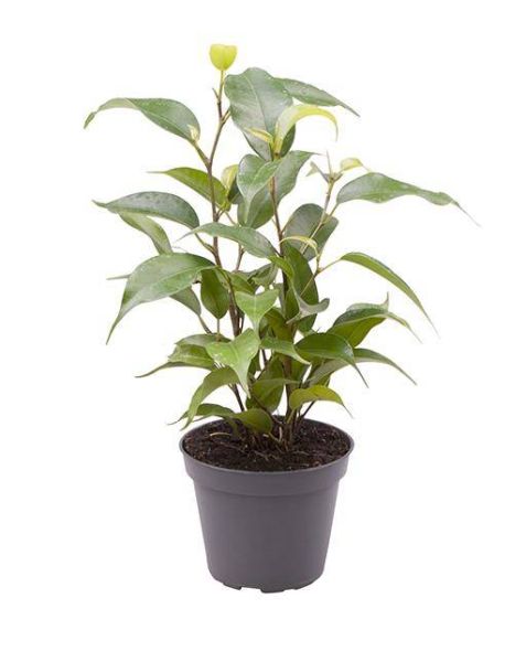 FICUS BENJAMINA NATASHA