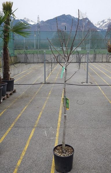 FICUS CARICA TIGE