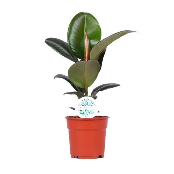 FICUS ELASTICA ROBUSTA