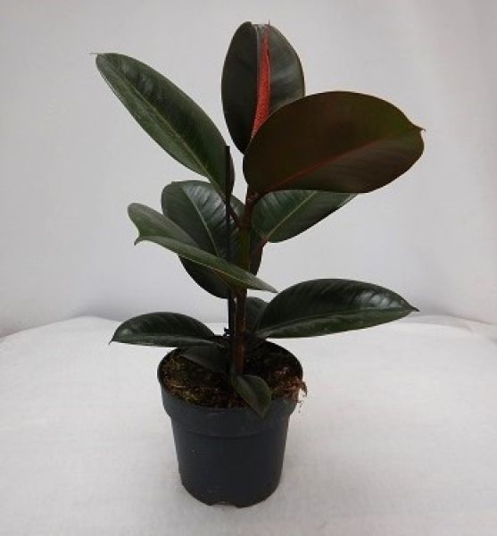 FICUS ELASTICA RUBY