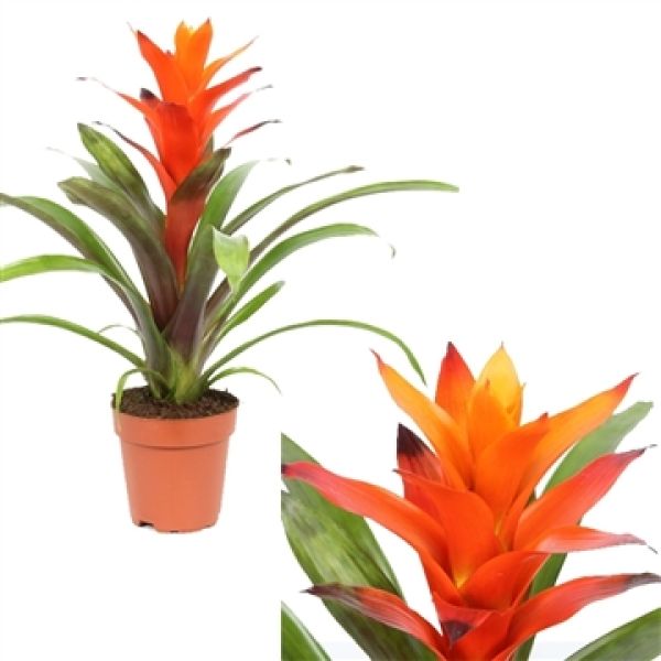 GUZMANIA VARIADA