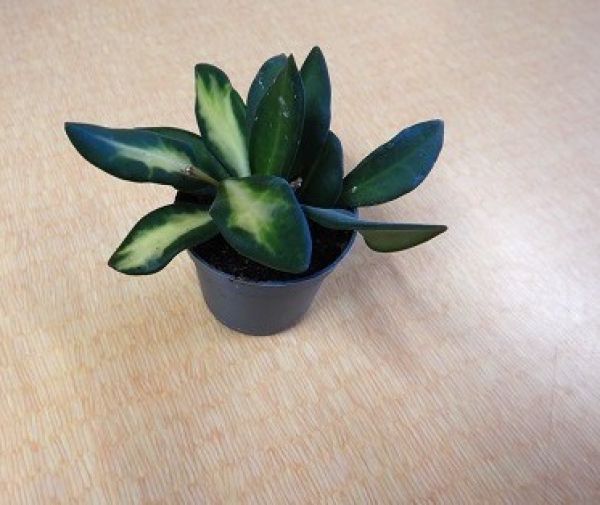 HOYA BURTONIAE VARIEGATA