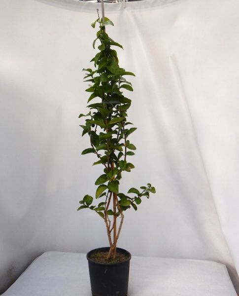 JASMINUM SAMBAC