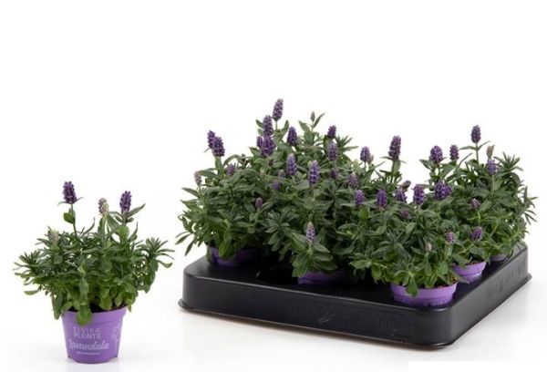 LAVANDULA HIDCOTE