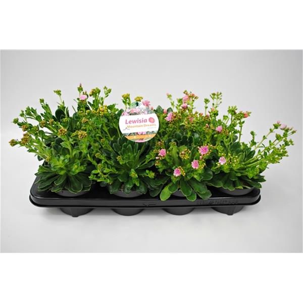 LEWISIA MOUNTAIN DREAM