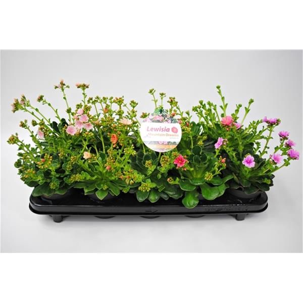 LEWISIA MOUNTAIN DREAM