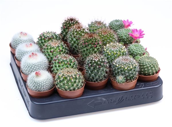 MAMMILLARIA ERNESTI