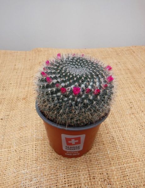 MAMMILLARIA HAHNIANA