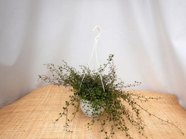 MUEHLENBECKIA COMPLEXA