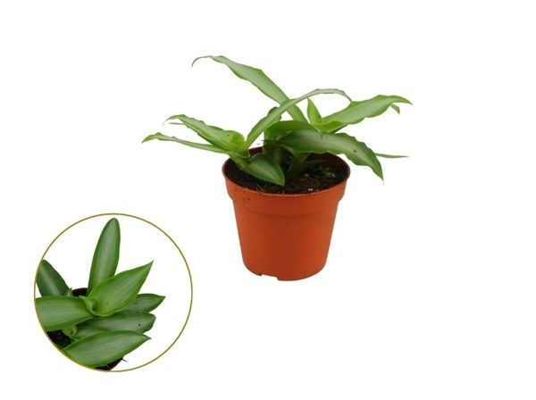 MURDANNIA LORIFORMIS