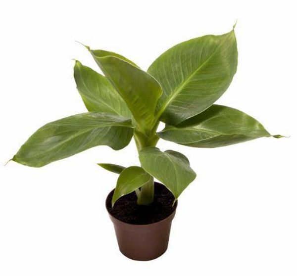 MUSA ACUMINATA
