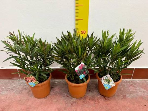 NERIUM OLEANDER TOUFFE