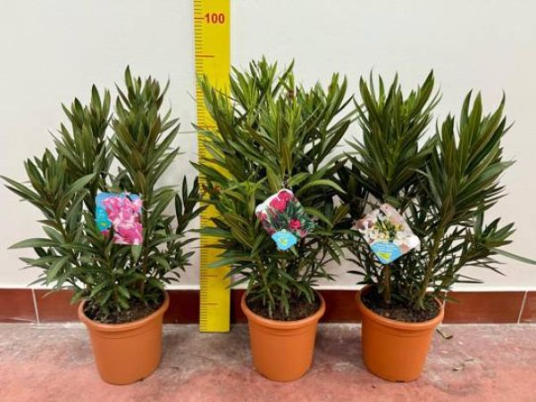 NERIUM OLEANDER TOUFFE