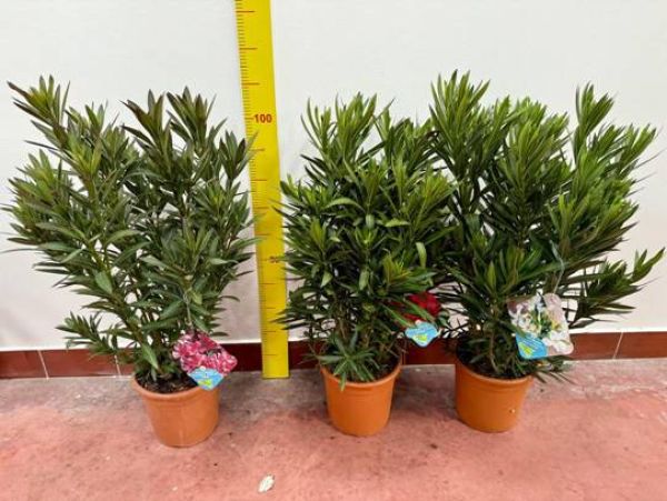 NERIUM OLEANDER TOUFFE