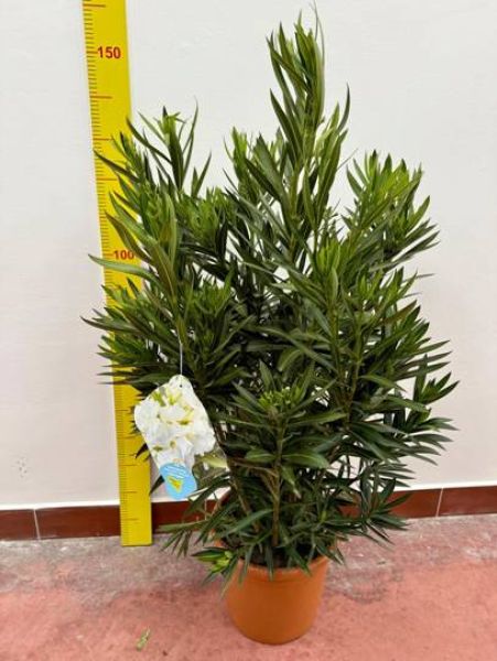 NERIUM OLEANDER TOUFFE