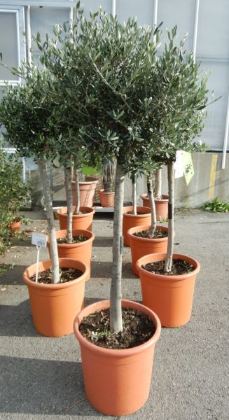 OLEA EUROPAEA TIGE