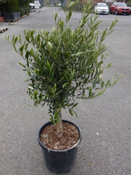 OLEA EUROPAEA TIGE