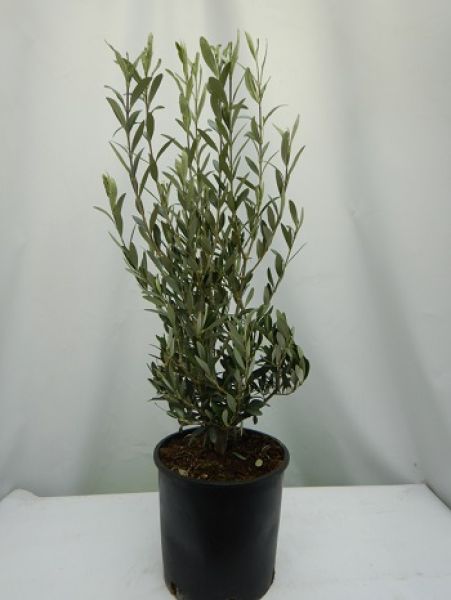 OLEA EUROPAEA TOUFFE