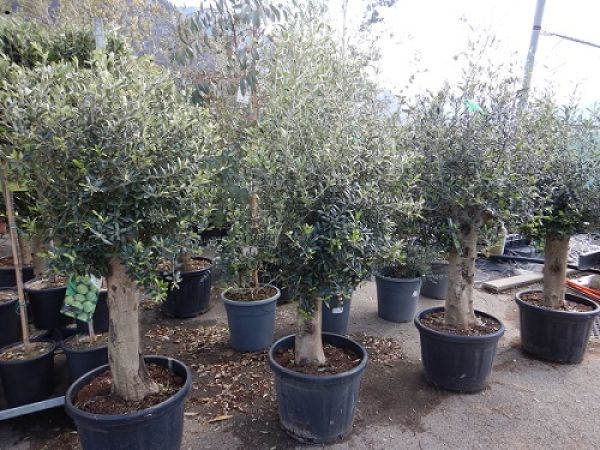 OLEA EUROPAEA TRONC