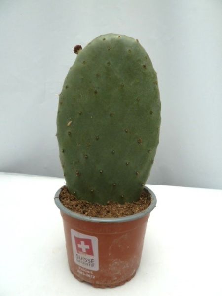 OPUNTIA FICUS INDICA
