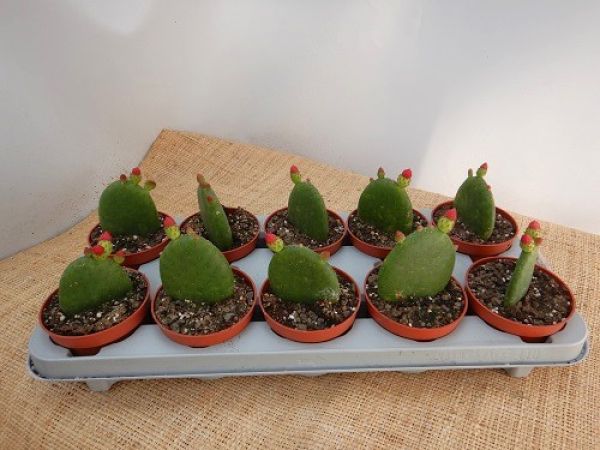 OPUNTIA INAMOENA