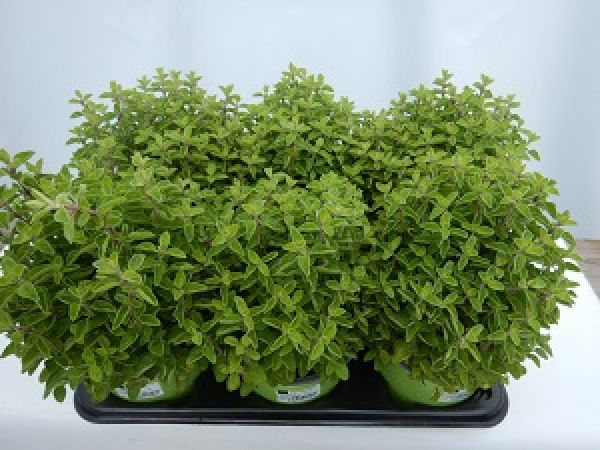 ORIGANUM VULGARIS